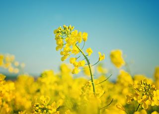 Sowing dates and depth, i.e. what influences winter oilseed rape sowing
